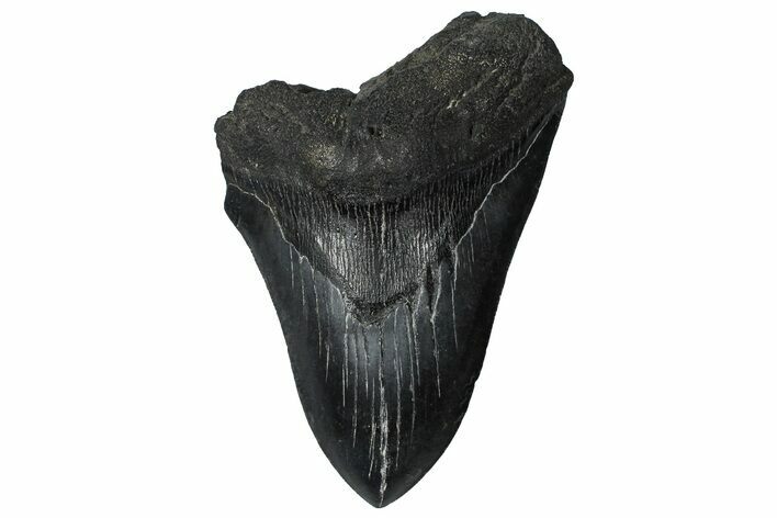 Bargain, Fossil Megalodon Tooth - Serrated Blade #360764